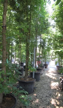 Meerstammige Amberboom (Liquidambar Styraciflua) -Tuinplanten Winkel liquidambar styraciflua 500 550 meerstammig 6 1