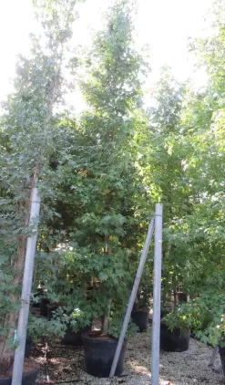 Meerstammige Amberboom (Liquidambar Styraciflua) -Tuinplanten Winkel liquidambar styraciflua 500 550 meerstammig 9 1