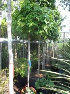 Amberboom Op Stam (Liquidambar 'Gum Ball') -Tuinplanten Winkel liquidambar styraciflua gum ball 150stam c40