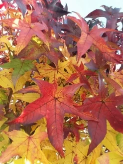 Amberboom Op Stam (Liquidambar 'Gum Ball') -Tuinplanten Winkel liquidambargumballherfst04 1