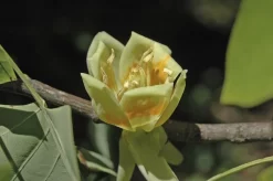 Tulpenboom (Liriodendron Tulipifera)