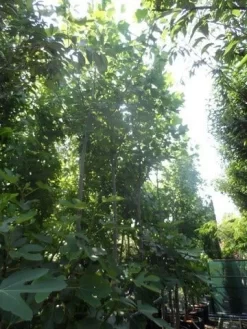 Tulpenboom (Liriodendron Tulipifera) -Tuinplanten Winkel liriodendron tulipifera 12 14ho cont