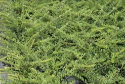 Struikkamperfoelie (Lonicera Pileata) 5 Struikkamperfoelie (Lonicera Pileata) -Tuinplanten Winkel lonicera pileata 1