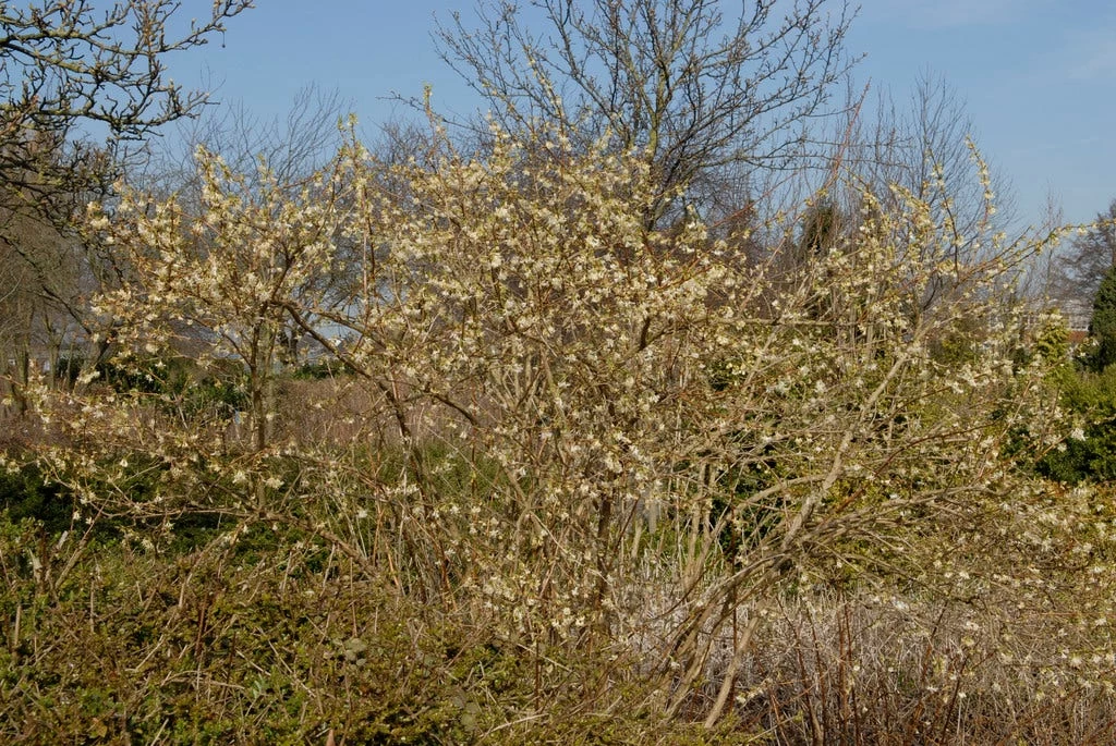 Struikkamperfoelie (Lonicera Purpusii 'Winter Beauty') 2 Struikkamperfoelie (Lonicera Purpusii 'Winter Beauty') - Afbeelding 2