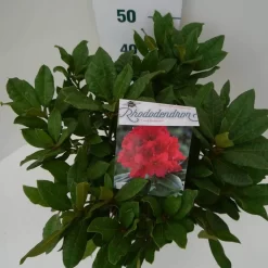 Rhododendron (Rhododendron 'Lord Roberts') 10 Rhododendron (Rhododendron 'Lord Roberts') -Tuinplanten Winkel lord robert c7.5 boven