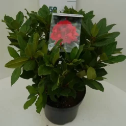 Rhododendron (Rhododendron 'Lord Roberts') 9 Rhododendron (Rhododendron 'Lord Roberts') -Tuinplanten Winkel lord robert c7.5 zij