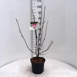 Beverboom (Magnolia Liliiflora 'Nigra') -Tuinplanten Winkel m. lil. nigra c5 1