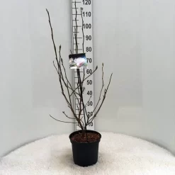 Beverboom (Magnolia Soulangeana) -Tuinplanten Winkel m. soulangeana c5 1