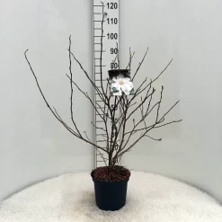 Stermagnolia (Magnolia Stellata) 32 Stermagnolia (Magnolia Stellata) -Tuinplanten Winkel m. stellata c5 3