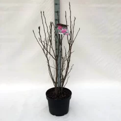 Beverboom, Struik (Magnolia Susan) -Tuinplanten Winkel m. susan c10 1