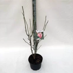 Beverboom (Magnolia 'Heaven Scent') -Tuinplanten Winkel ma. heaven scent c10 2