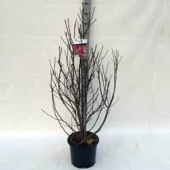 Beverboom, Struik (Magnolia Susan) -Tuinplanten Winkel ma. susan c15 125 150 cm