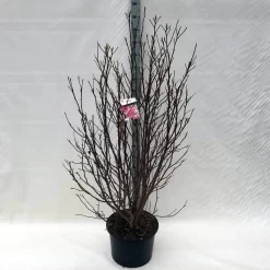 Beverboom, Struik (Magnolia Susan) -Tuinplanten Winkel ma. susan c15 150 cm 1