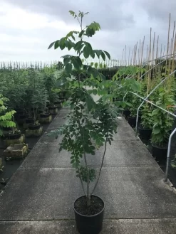 Maackia (Maackia Amurensis) 7 Maackia (Maackia Amurensis) -Tuinplanten Winkel maackia amurensis c20 2 002 1