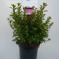 Japanse Azalea (Rhododendron 'Madame Van Hecke') 20 Japanse Azalea (Rhododendron 'Madame Van Hecke') -Tuinplanten Winkel mad. v. hecke c4 voor