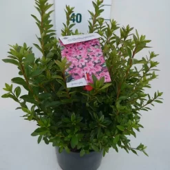 Japanse Azalea (Rhododendron 'Madame Van Hecke') 21 Japanse Azalea (Rhododendron 'Madame Van Hecke') -Tuinplanten Winkel mad. v. hecke c4 zij