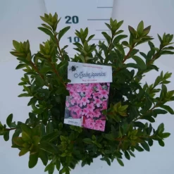 Japanse Azalea (Rhododendron 'Madame Van Hecke') 17 Japanse Azalea (Rhododendron 'Madame Van Hecke') -Tuinplanten Winkel mad. van hecke c2 boven