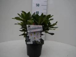 Rhododendron (Rhododendron 'Madame Masson') -Tuinplanten Winkel madamme masson c2 voor 1