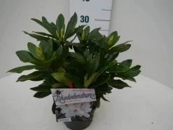 Rhododendron (Rhododendron 'Madame Masson') -Tuinplanten Winkel madamme masson c2 zij 1