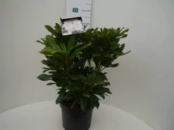 Rhododendron (Rhododendron 'Madame Masson') -Tuinplanten Winkel madamme masson c7.5 voor 1