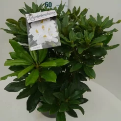 Rhododendron (Rhododendron 'Madame Masson') -Tuinplanten Winkel madamme masson c7.5 zij 1