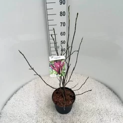 Beverboom (Magnolia Liliiflora 'Nigra') -Tuinplanten Winkel mag. lil. nigra c5 1