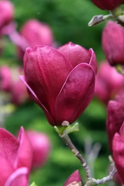 Beverboom (Magnolia 'Genie') 11 Beverboom (Magnolia 'Genie') -Tuinplanten Winkel magnolia genie peters garden 05 1