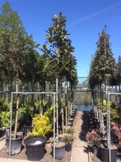 Beverboom (Magnolia Grandiflora 'Gallissoniere') -Tuinplanten Winkel magnolia grandiflora 10 12