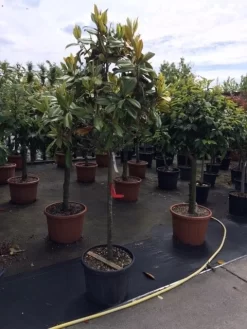 Groenblijvende Magnolia Op Stam (Magnolia Grandiflora 'Gallissoniere')