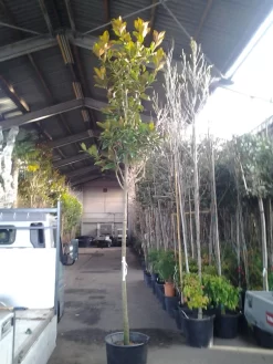 Beverboom (Magnolia Grandiflora 'Gallissoniere') -Tuinplanten Winkel magnolia grandiflora 1 1