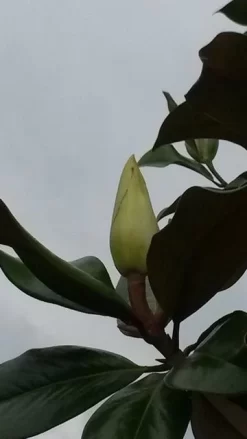 Magnolia (Magnolia Grandiflora 'Gallissoniere') 16 Magnolia (Magnolia Grandiflora 'Gallissoniere') -Tuinplanten Winkel magnolia grandiflora 2