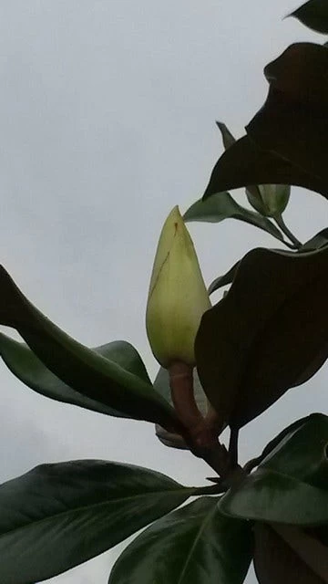 Magnolia (Magnolia Grandiflora 'Gallissoniere') 3 Magnolia (Magnolia Grandiflora 'Gallissoniere') - Afbeelding 3