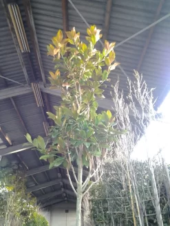 Beverboom (Magnolia Grandiflora 'Gallissoniere') -Tuinplanten Winkel magnolia grandiflora 2 1