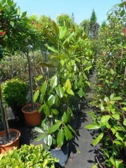 Magnolia (Magnolia Grandiflora 'Gallissoniere') 19 Magnolia (Magnolia Grandiflora 'Gallissoniere') -Tuinplanten Winkel magnolia grandiflora gallisoniere 100 125