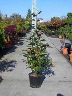Magnolia (Magnolia Grandiflora 'Gallissoniere') 21 Magnolia (Magnolia Grandiflora 'Gallissoniere') -Tuinplanten Winkel magnolia grandiflora gallisoniere 125 150 c25