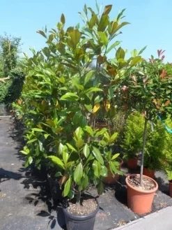 Magnolia (Magnolia Grandiflora 'Gallissoniere') 22 Magnolia (Magnolia Grandiflora 'Gallissoniere') -Tuinplanten Winkel magnolia grandiflora gallisoniere 150 175 200 cont