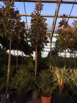 Beverboom (Magnolia Grandiflora 'Gallissoniere') -Tuinplanten Winkel magnolia grandiflora gallisoniere 16 18ho cont