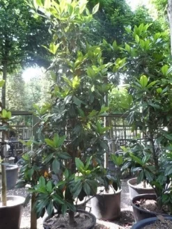 Magnolia (Magnolia Grandiflora 'Gallissoniere') 23 Magnolia (Magnolia Grandiflora 'Gallissoniere') -Tuinplanten Winkel magnolia grandiflora gallisoniere 250 300 c150