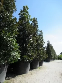 Magnolia (Magnolia Grandiflora 'Gallissoniere') 27 Magnolia (Magnolia Grandiflora 'Gallissoniere') -Tuinplanten Winkel magnolia grandiflora gallisoniere 2