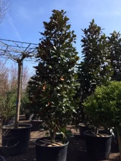 Magnolia (Magnolia Grandiflora 'Gallissoniere') 26 Magnolia (Magnolia Grandiflora 'Gallissoniere') -Tuinplanten Winkel magnolia grandiflora gallisoniere 350 400 450