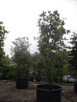 Magnolia (Magnolia Grandiflora 'Gallissoniere') 24 Magnolia (Magnolia Grandiflora 'Gallissoniere') -Tuinplanten Winkel magnolia grandiflora gallisoniere 350 400 450 c1000