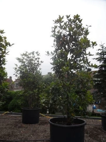 Magnolia (Magnolia Grandiflora 'Gallissoniere') 11 Magnolia (Magnolia Grandiflora 'Gallissoniere') - Afbeelding 11