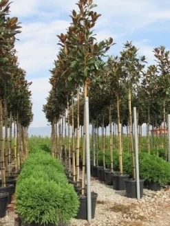 Beverboom (Magnolia Grandiflora 'Gallissoniere')