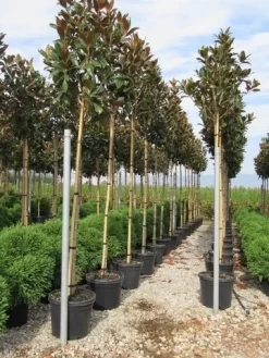 Beverboom (Magnolia Grandiflora 'Gallissoniere') -Tuinplanten Winkel magnolia grandiflora gallisoniere 8 10 2