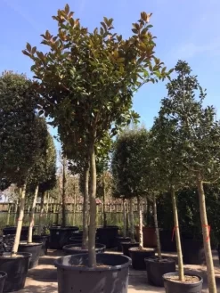 Beverboom (Magnolia Grandiflora 'Gallissoniere') -Tuinplanten Winkel magnolia grandiflora hoogstam solitair