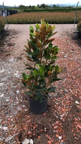 Beverboom (Magnolia Grandiflora 'Little Gem') 2 Beverboom (Magnolia Grandiflora 'Little Gem') - Afbeelding 2