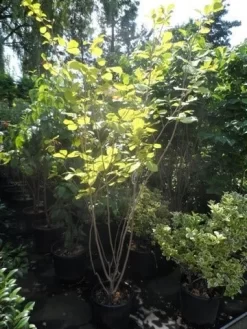 Beverboom (Magnolia Sieboldii) -Tuinplanten Winkel magnolia sieboldii 175 200 c25