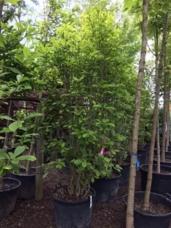 Beverboom (Magnolia Soulangeana) -Tuinplanten Winkel magnolia soulangeana 300cm c130 1 1