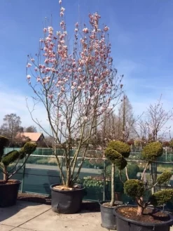 Beverboom (Magnolia Soulangeana) -Tuinplanten Winkel magnolia soulangeana 400 500 1