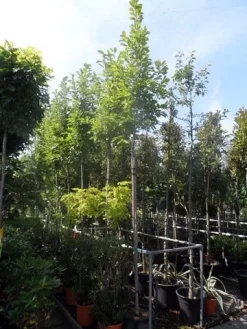 Beverboom (Magnolia Soulangeana Als Boom) -Tuinplanten Winkel magnolia soulangeana 8 10 12ho cont